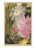 Plumose Anemone and Some Other Marine Creatures
