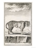 Solitary Tiger