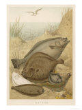 Group of Mixed Flat Fish: Halibut Turbot Flounder Plaice and Sole