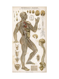 Physiological Diagram of the Brain Nerves and Organ of the Voice