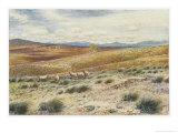 Scene in the Snowy Mountains Near Canberra