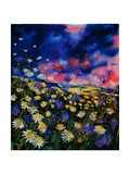 Daisies and cornflowers