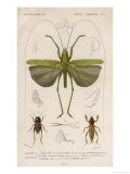 Locusta Sexpunctata