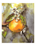 Orange & Blossoms