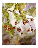 Acorns & Oak Leaves
