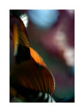 Feuilles Prunus II