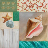 Shell Collage II