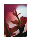 Prunus III