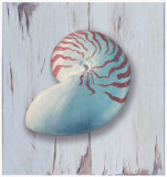 Distressed Shells II