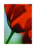 Tulipe IV