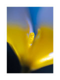 Tulipe III