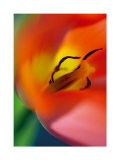Tulipe V