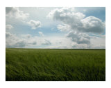 Green wheatgrass field at the Biosphere Reserve Rhön  Germany  in May 2006