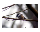 Black Capped Chickadee