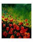 Red Orange Poppies