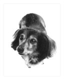 Long-Haired Dachshund