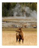 Old Faithful Elk