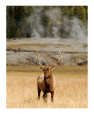 Steamy Elk