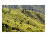 Tea estates in Darjeeling  West Bengal  India