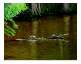 Turtle Log Spa