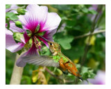 Hummingbird