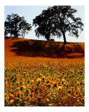 Golden Fields