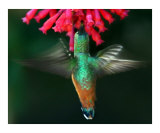 Hummingbird