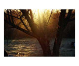 Frosty Morning