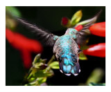 Hummingbird