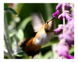 Hummingbird