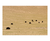 Flock of yaks on the pasture in Tibet