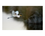 Great Egret 1