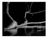 Spider Branch
