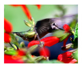 Hummingbird