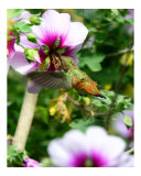 Hummingbird