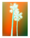 Autumn Palms