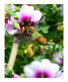 Hummingbird