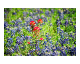 Paintbrush with Bluebonnets