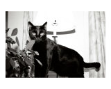 The Black Cat