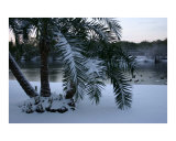 Christmas Morning 2005-Snow & Palm Trees & Ducks