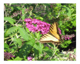 Yellow Butterfly
