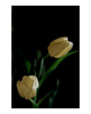 Pale Yellow Tulips on Black