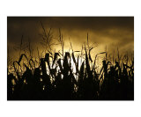 Corn field silhouettes  Azores