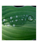 Hosta Leaf with Dew III