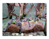 The Lemurs' Picnic