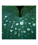 Hosta Leaf with Dew II