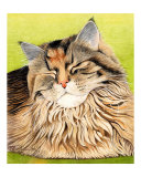 Catnap