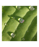 Hosta Leaf with Dew