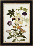 Milkweed  Poppy and Hibiscus with Butterflies and a Beetle