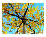 Golden hues of autumnal tree - Cladrastis lutea   called Yellowwood  Botanical Garden Nmphenburg